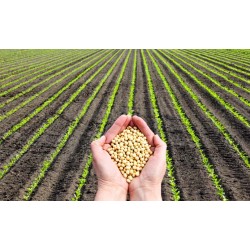 Mapa amplia calendário de semeadura da soja em sete estados